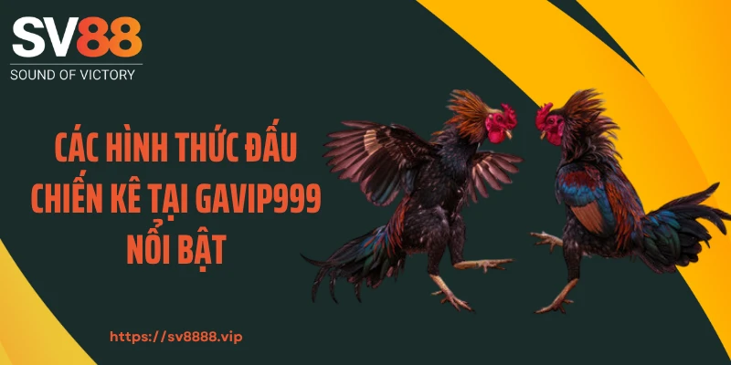 Các hình thức đấu chiến kê tại GAVIP999 nổi bật