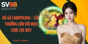 Đá Gà Campuchia – Săn Thưởng Lớn Với Mẹo Cược Cực Hay