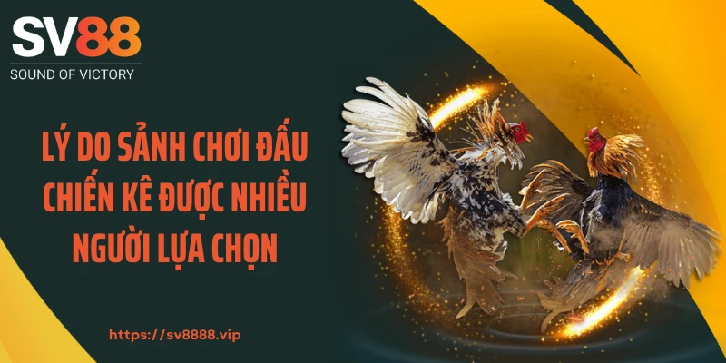 Lý do sảnh chơi đấu chiến kê được nhiều người lựa chọn